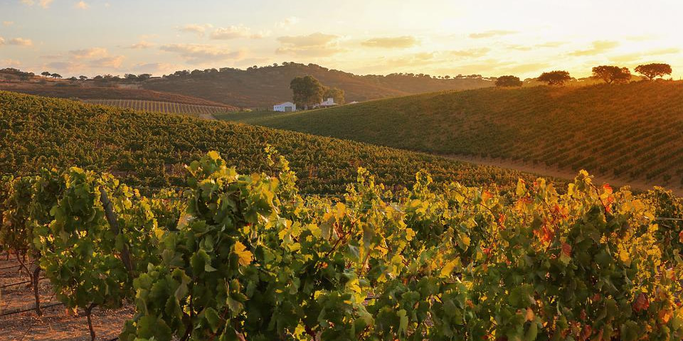 Rota dos Vinhos do Alentejo